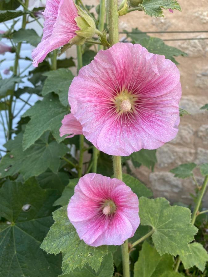 Maison Althea Rosea - 3 Chambres Et Piscine Nieulle-sur-Seudre エクステリア 写真
